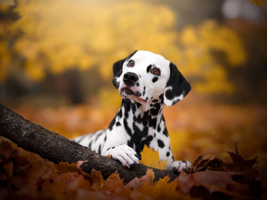 ما هو Updog؟ تخبرك أداة Datadog الجديدة بالتطبيقات المعطلة